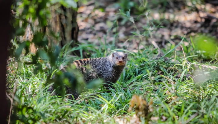 动物可以通过简单地擦拭树叶来追踪