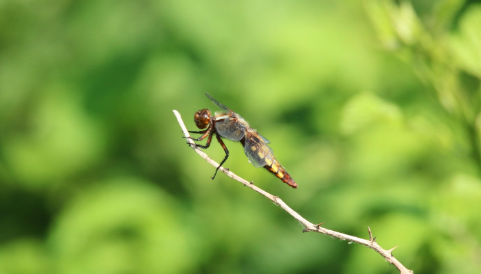 动物可以通过简单地擦拭树叶来追踪