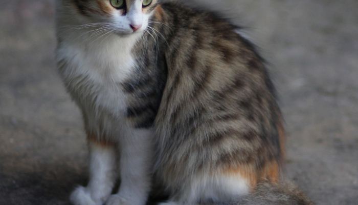 玩家辅助神器：“小程序微乐斗地主外卦神器下载”(曝光透视必备猫腻)