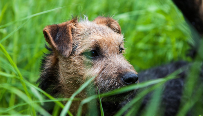 开挂辅助工具“哈狗麻将开挂是怎么开的”(曝光透视必备猫腻) 开挂辅助工具“哈狗麻将开挂是怎么开的”(曝光透视必备猫腻)