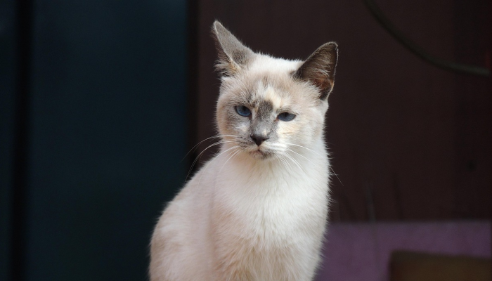 万能开挂辅助“闲来麻将外卦神器v1.5安卓版”(曝光透视必备猫腻) 万能开挂辅助“闲来麻将外卦神器v1.5安卓版”(曝光透视必备猫腻)