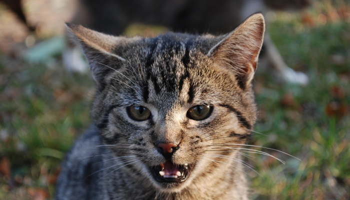 万能开挂辅助“闲来麻将外卦神器v1.5安卓版”(曝光透视必备猫腻) 万能开挂辅助“闲来麻将外卦神器v1.5安卓版”(曝光透视必备猫腻)