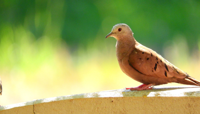 塞伦班宠物店老板因拥有13只受保护的鸟类而被罚款4万令吉 塞伦班宠物店老板因拥有13只受保护的鸟类而被罚款4万令吉
