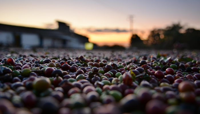 以毒攻毒：加州大火得到控制