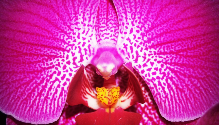 在外滩发现的热带粉红色火烈鸟他们是怎么到北卡罗来纳的？