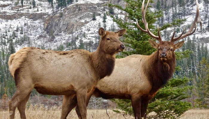 在哥伦比亚,稀有鸟类炫耀雄性和雌性羽毛 在哥伦比亚,稀有鸟类炫耀雄性和雌性羽毛