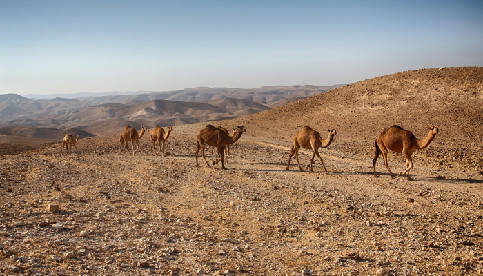 尽管加沙战争,阿联酋仍计划维持与以色列的关系:报告 尽管加沙战争,阿联酋仍计划维持与以色列的关系:报告