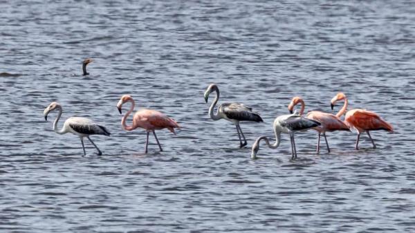 卡塔尔天气:明日可能有小雨,海事警告 卡塔尔天气:明日可能有小雨,海事警告