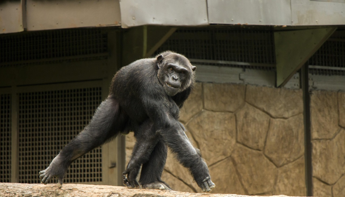 在最近的可疑事件中,达拉斯动物园带走了2只猴子 在最近的可疑事件中,达拉斯动物园带走了2只猴子