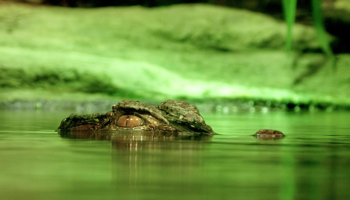 民主党人指责共和党歪曲了福奇在长达数小时的会议上的证词