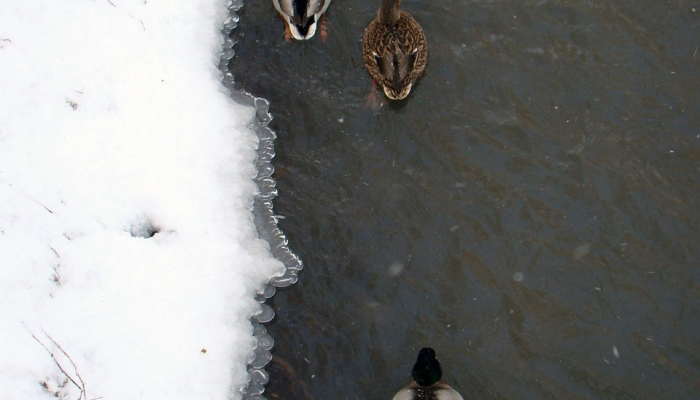 玩家必看教程“牵手跑胡子可以装挂吗”(曝光透视必备猫腻) 玩家必看教程“牵手跑胡子可以装挂吗”(曝光透视必备猫腻)