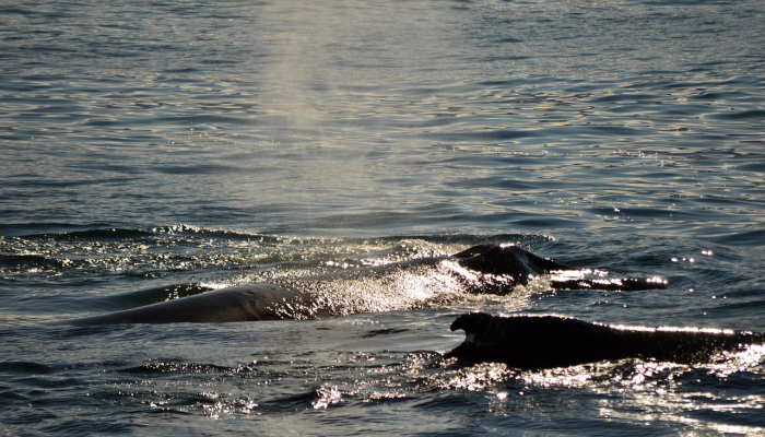 辅助神器“微乐斗地主破解版无限金豆下载!详细分享装挂步骤 辅助神器“微乐斗地主破解版无限金豆下载!详细分享装挂步骤