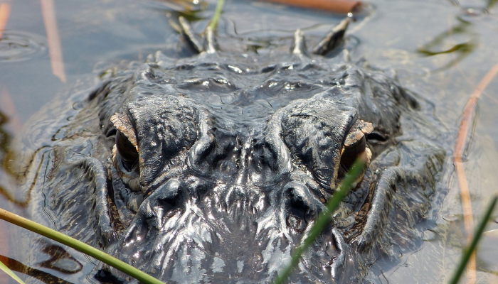 推荐一款”微乐湖南麻将有挂吗多少钱”详细开挂玩法