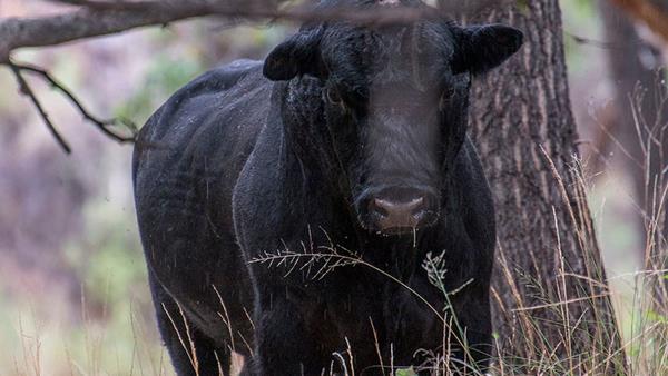小米歇尔Roux宣布关闭著名的米其林二星级餐厅Le Gavroche