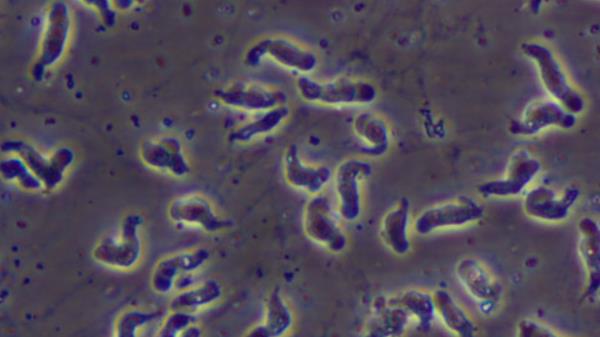 小维尼修斯被评为本赛季欧冠最佳球员 小维尼修斯被评为本赛季欧冠最佳球员