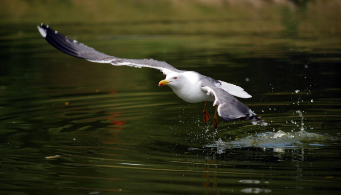 格林将出战西印度群岛,伦肖被召回澳大利亚国家队 格林将出战西印度群岛,伦肖被召回澳大利亚国家队