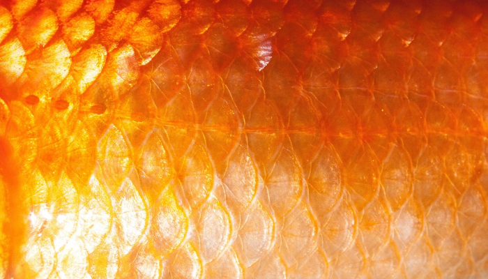 拉罗谢尔的唐纳查·瑞恩期待着与伦斯特的又一场激战 拉罗谢尔的唐纳查·瑞恩期待着与伦斯特的又一场激战