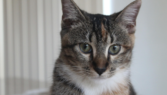 玩家辅助神器:“途游四川麻将兑换码在哪里输入”(曝光透视必备猫腻) 玩家辅助神器:“途游四川麻将兑换码在哪里输入”(曝光透视必备猫腻)