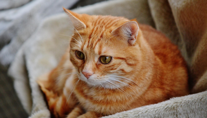 万能开挂辅助“哈狗麻将可以开挂吗”(原来确实是有挂)