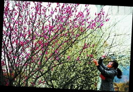 绿梅：春之韵的使者，风雪中的坚强战士