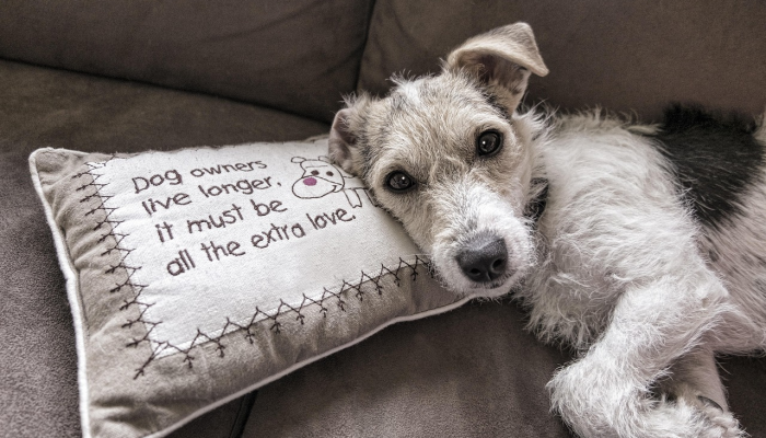 当局表示，柏林的狮子狩猎活动被取消，因为动物可能是野猪