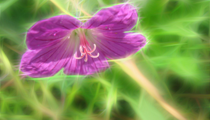 油籽植物能成为未来更环保的航空燃料吗？