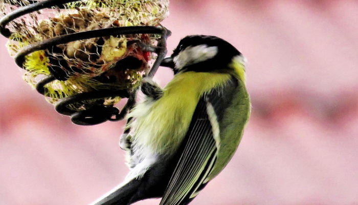 最新教你“新青鸟有挂吗”详细开挂玩法