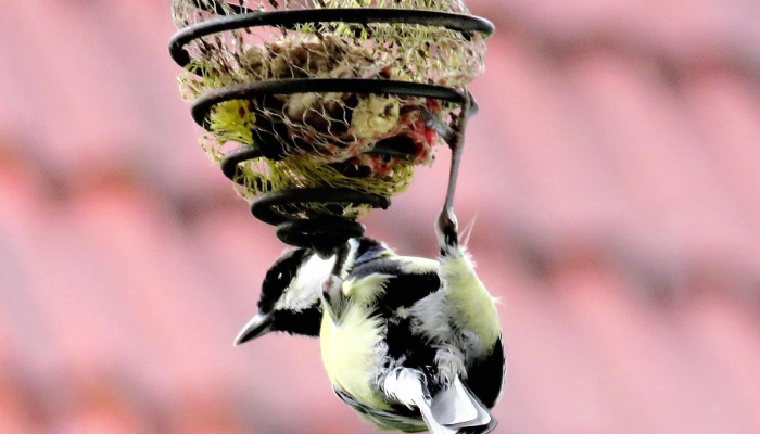 最新教你“新青鸟有挂吗”详细开挂玩法