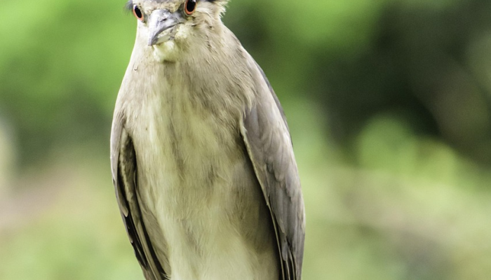 最新教你“新青鸟有挂吗”详细开挂玩法