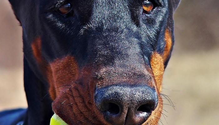 辅助神器“哈狗麻将可以开挂吗!详细分享装挂步骤 辅助神器“哈狗麻将可以开挂吗!详细分享装挂步骤