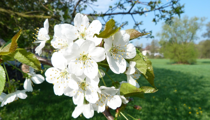 推荐一款”樱花之盛免费挂”分享用挂教程