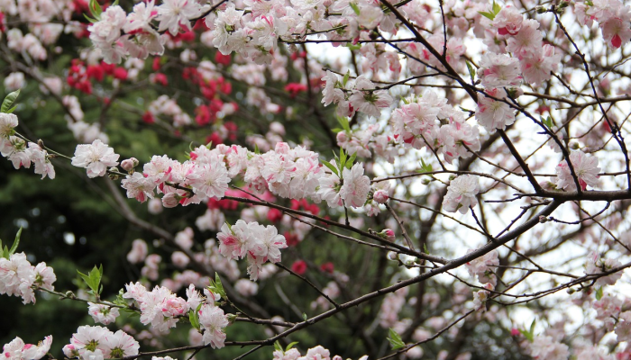 推荐一款”樱花之盛免费挂”分享用挂教程