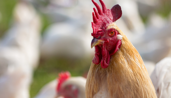 实测辅助“吉利比鸡可以开挂吗”详细开挂玩法 实测辅助“吉利比鸡可以开挂吗”详细开挂玩法