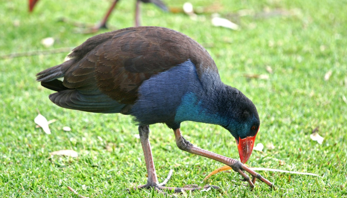推荐一款”十三十三水全民比鸡怎么才能赢技巧”分享用挂教程 推荐一款”十三十三水全民比鸡怎么才能赢技巧”分享用挂教程