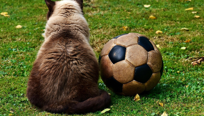 富勒姆对切尔西的直播：今天如何在英国观看英超德比？