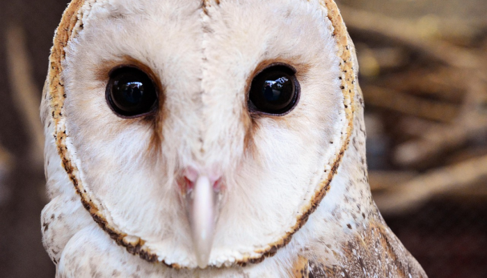 奇怪的呼吸道疾病袭击了美国狗 奇怪的呼吸道疾病袭击了美国狗