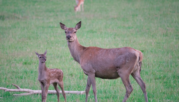 奇怪的呼吸道疾病袭击了美国狗 奇怪的呼吸道疾病袭击了美国狗