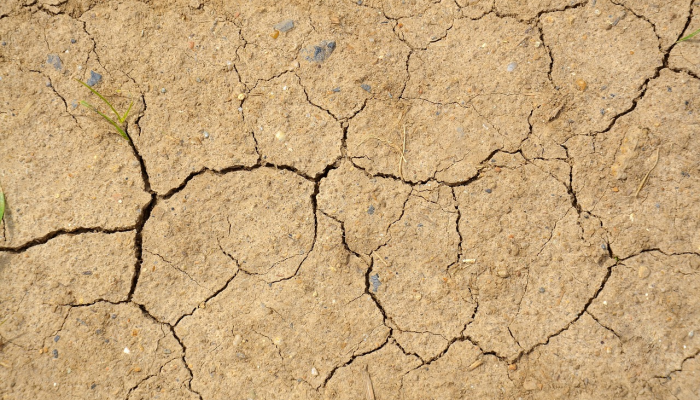 干旱的土壤将限制亚洲2024年初的水稻产量