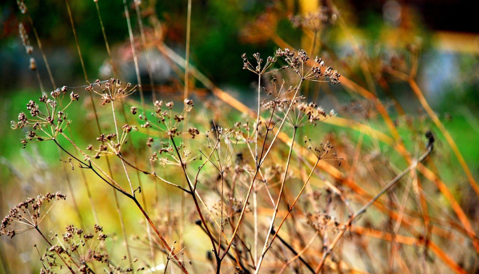 大自然的密码:植物如何通过空气“交谈” 大自然的密码:植物如何通过空气“交谈”