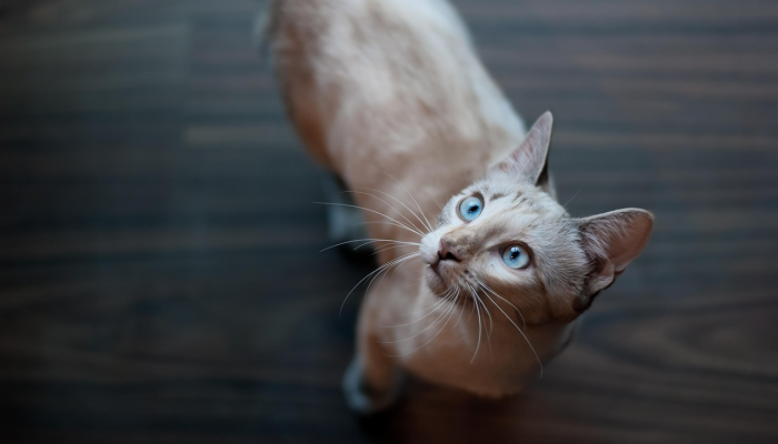 德尔托纳讨论可能的宠物新规定这就是它们