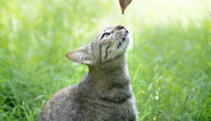 德尔托纳讨论可能的宠物新规定这就是它们
