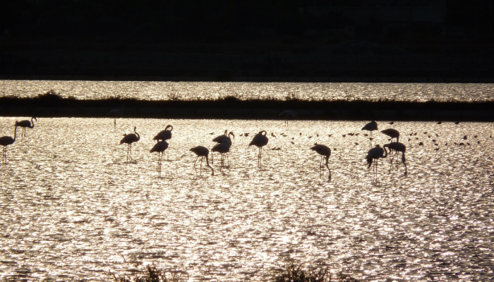 《虚构》和《飞越加州》将在未来世界上映