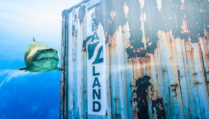 在印度尼西亚“酸性水域”中发现的黑喉海洋生物这是一个新物种 在印度尼西亚“酸性水域”中发现的黑喉海洋生物这是一个新物种