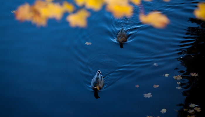 六眼生物,长着蓝色的身体,在森林里的枯木上被发现看到新物种 六眼生物,长着蓝色的身体,在森林里的枯木上被发现看到新物种