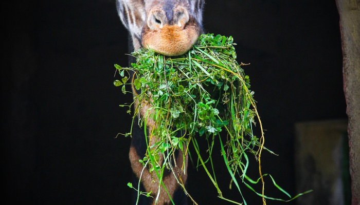 在加拿大发现的“大型”脉状海洋生物是新物种参见“花瓶形”动物 在加拿大发现的“大型”脉状海洋生物是新物种参见“花瓶形”动物