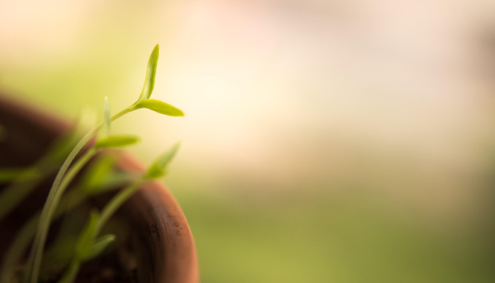 使蚕豆成为更好的蛋白质来源