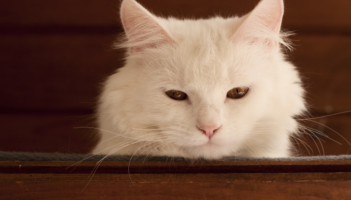 兽医解释了猫的6种奇怪行为,从吃草到坐在猫砂盆里 兽医解释了猫的6种奇怪行为,从吃草到坐在猫砂盆里